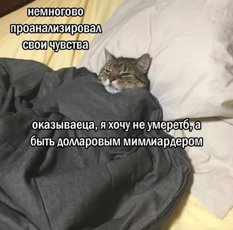 Кот хочет быть миллиардером