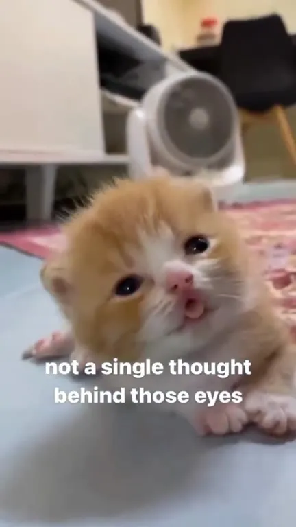 Not a Single Thought Behind Those Eyes