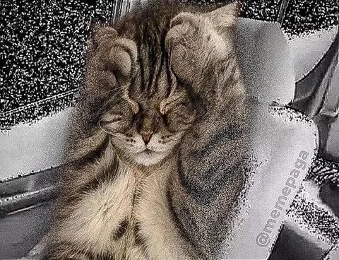 Кот с руками на голове