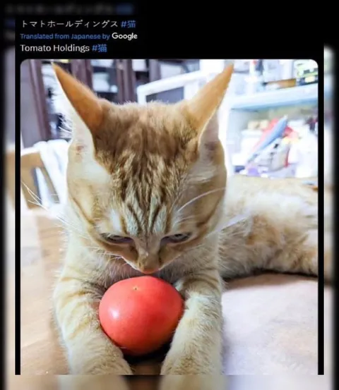 トマトを抱える猫