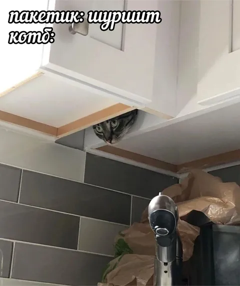 Котэ услышал пакетик