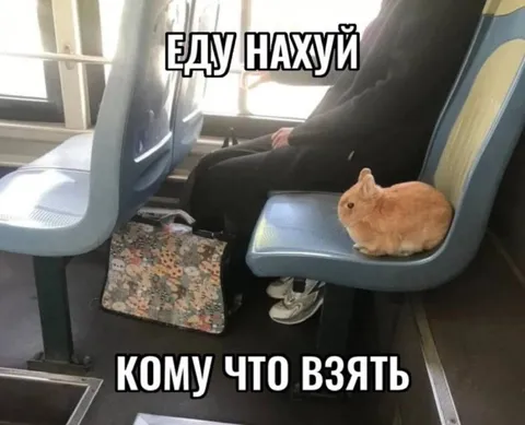 Кролик едет нахуй