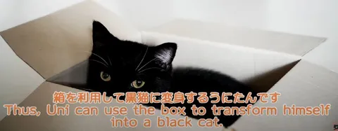 箱で黒猫に変身するうにたん