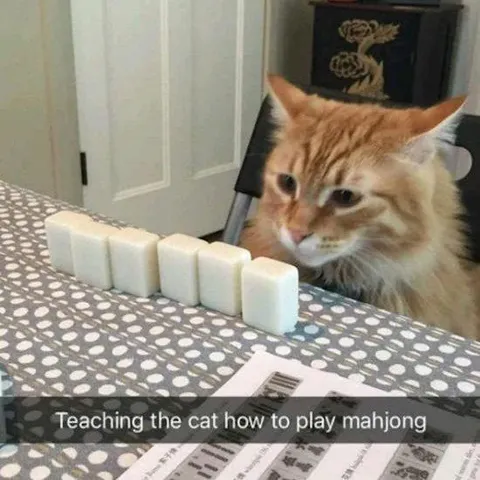 Teaching the Cat Mahjong