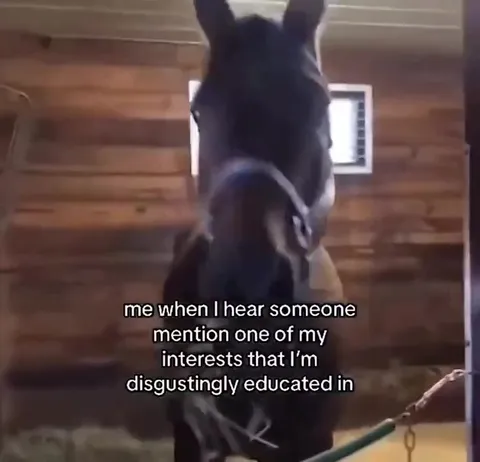 Disgustingly Educated Donkey