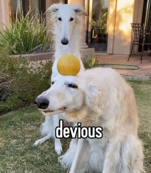 Devious Dog With Ball