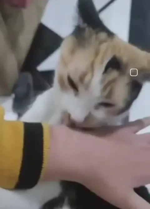 Кот внезапно кусает руку