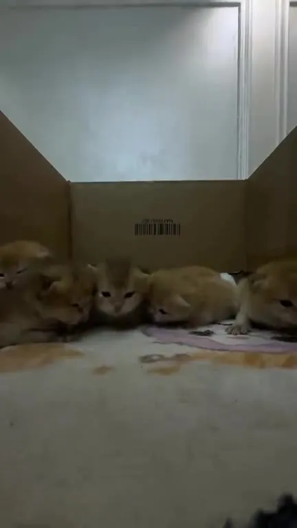 Котята танцуют под рэп