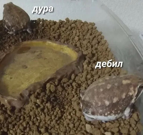 Дура и дебил