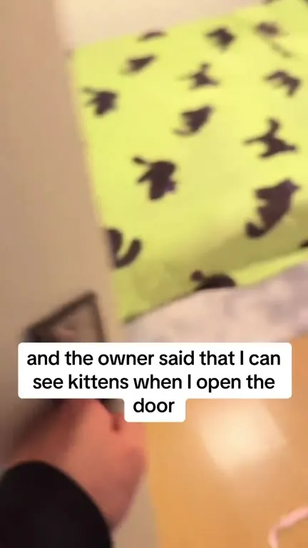 Cat Airbnb Surprise