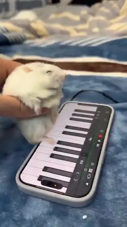 Хомяк играет на пианино
