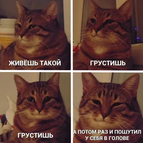 Грустный кот и шутка в голове