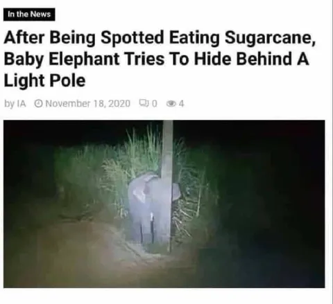 Baby Elephant Hides Behind Pole