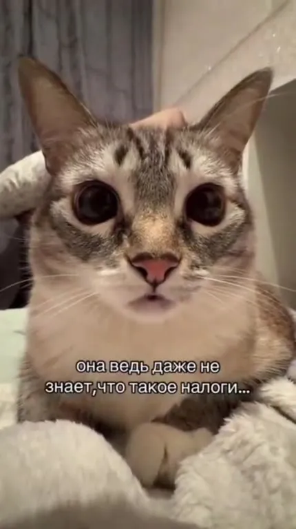 Кот не знает про налоги