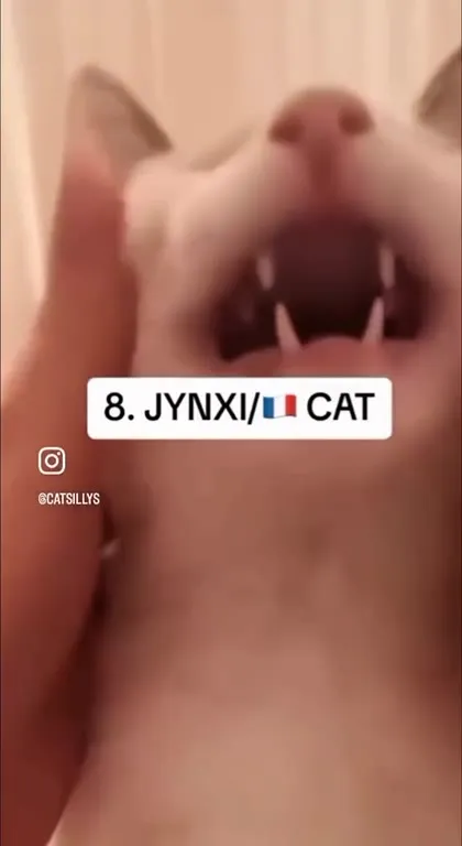 Top 10 Cat Noises Gone Wrong