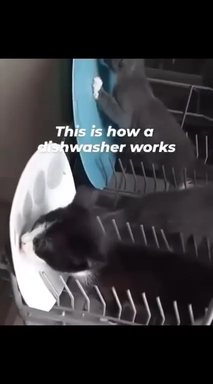 This Is How a Dishwasher Works