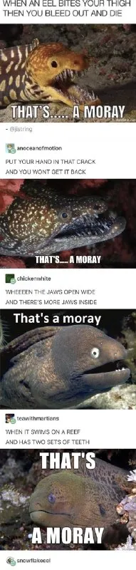 That's a Moray Eel Parody