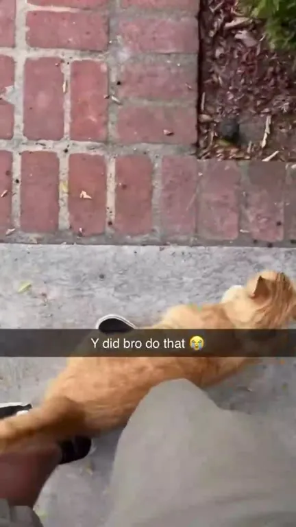 Cat Won’t Stop Following Me