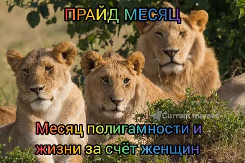 Прайд месяц и полигамность
