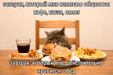 Кот выбирает обед вместо завтрака