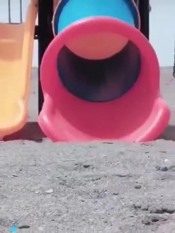 Собака выходит из горки