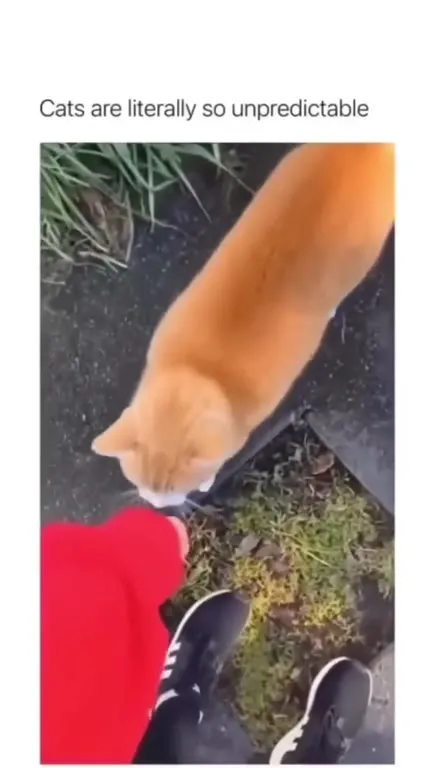Cat Changes Its Mind