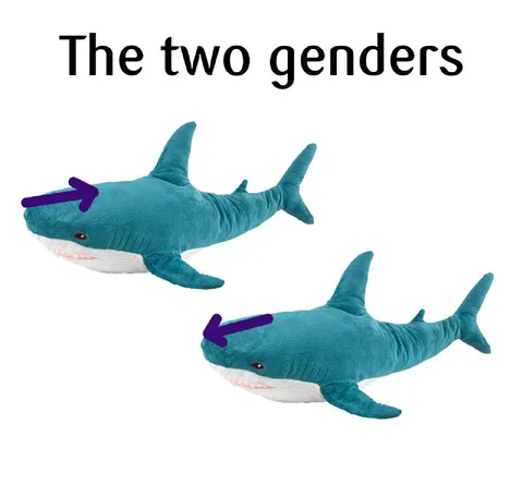 The Two Genders Sharks