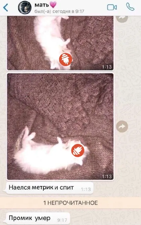 Промик умер после еды