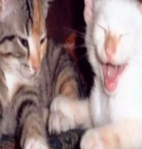 Смеющиеся котята