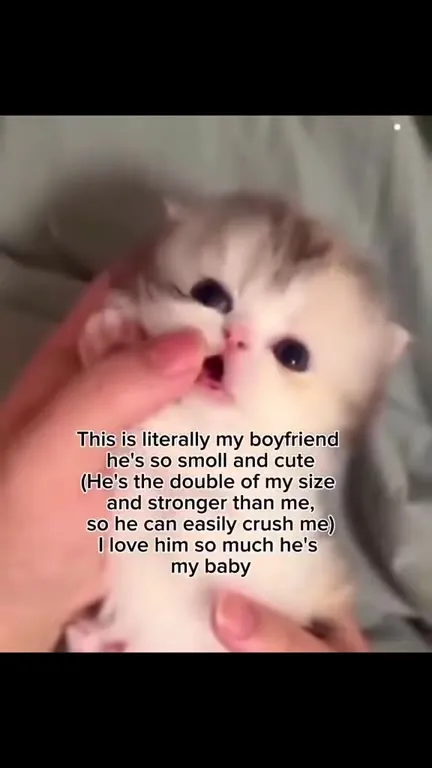 Tiny Cute Boyfriend Kitten