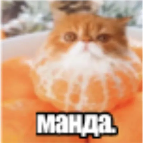 Манда сердитый кот