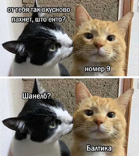 Кошки просят номер девять