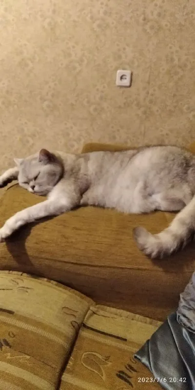 Кот растянулся на диване