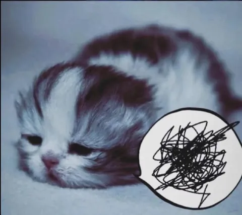 Котёнок с бессмысленными мыслями