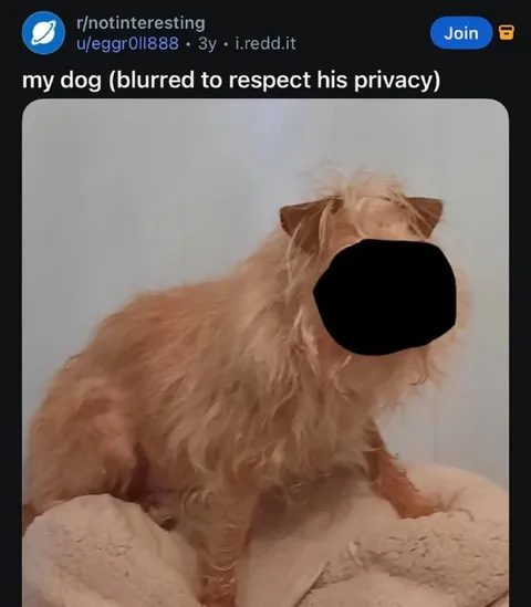Dog Blurred for Privacy