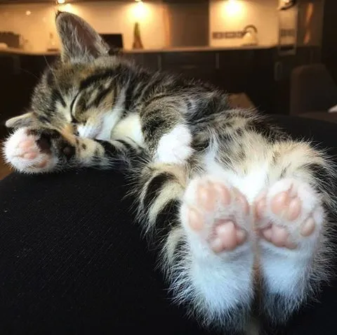 Кот показывает свои лапки