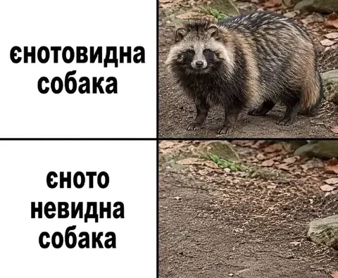 Енотовидная собака исчезает