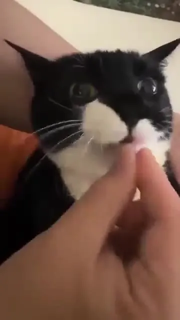 Кот в шоке от угощения