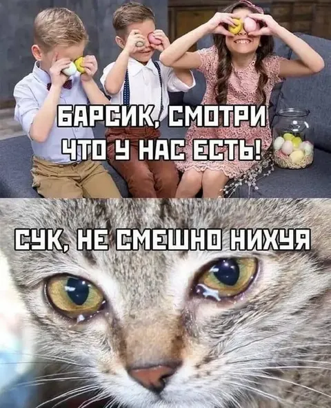 Барсик, смотри что у нас есть