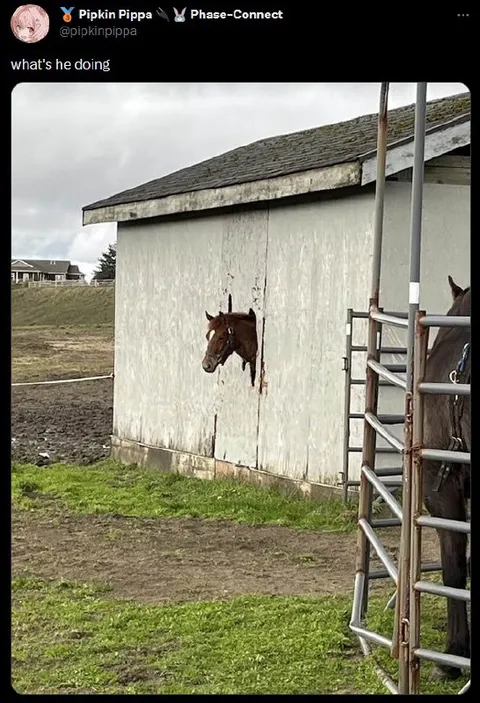 Horse Through the Wall