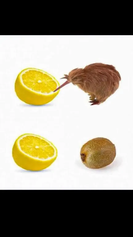 Lemon Tongue Submarine Disaster
