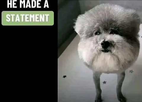 He Made a Statement Dog