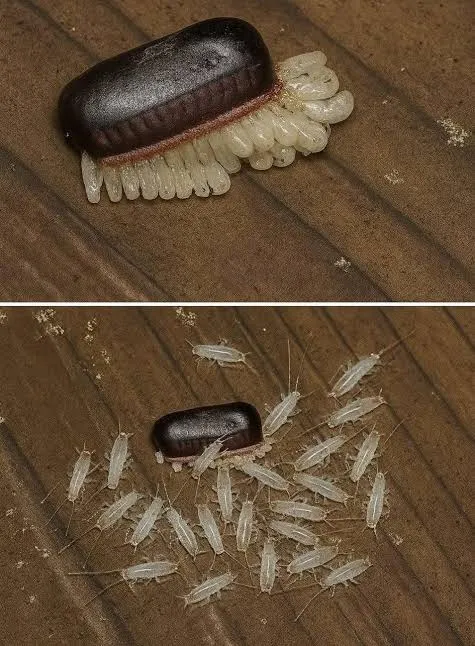 Тёмный жук среди чешуйниц