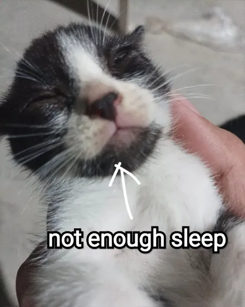 Not Enough Sleep Cat