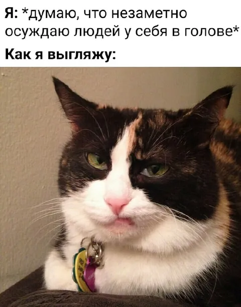 Кот незаметно осуждает людей