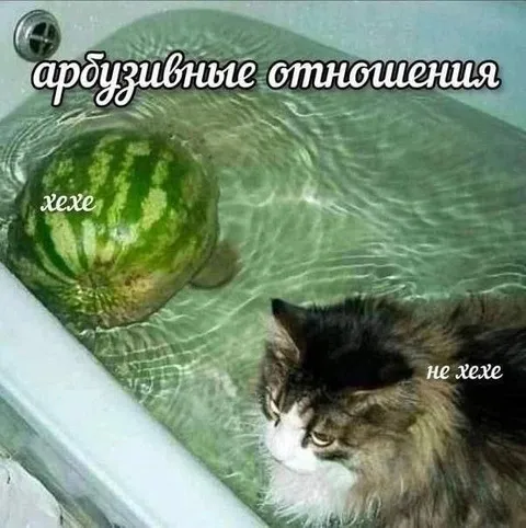 Дружзивные отношения с котом