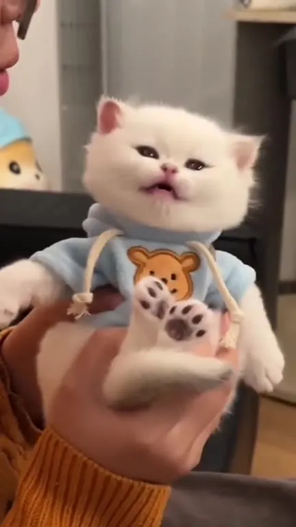 Котёнок в костюмчике мяукает