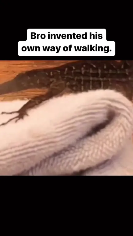 Lizard Invents a New Walk