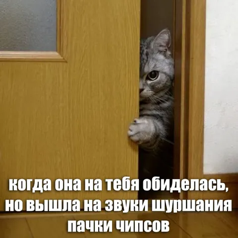 Обиженная кошка услышала чипсы