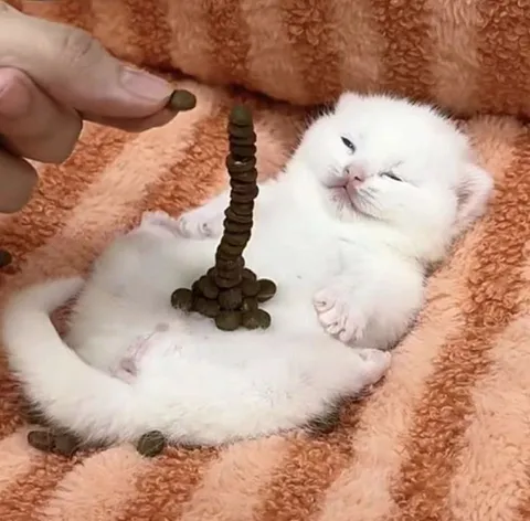 Котёнок и башня из корма